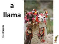 A llama